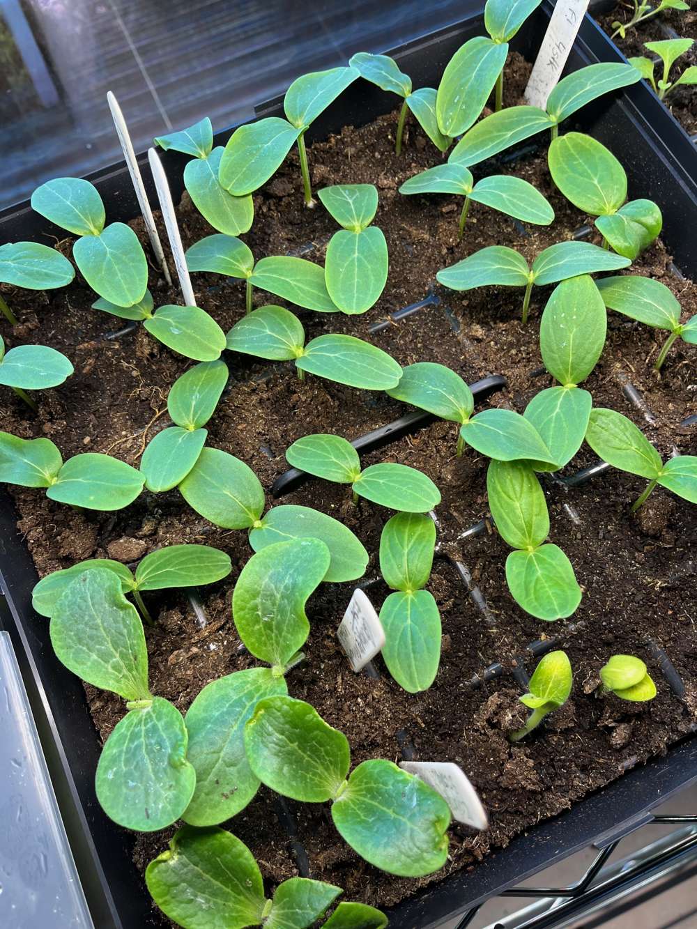 Miniväxthus Start set, ABC Plant Growers
